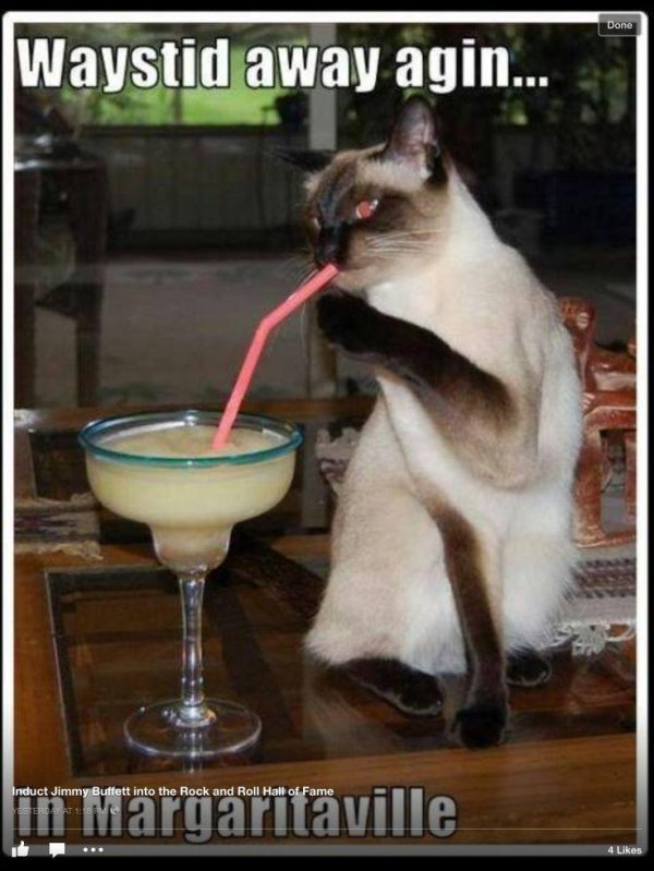 сиамская кошка