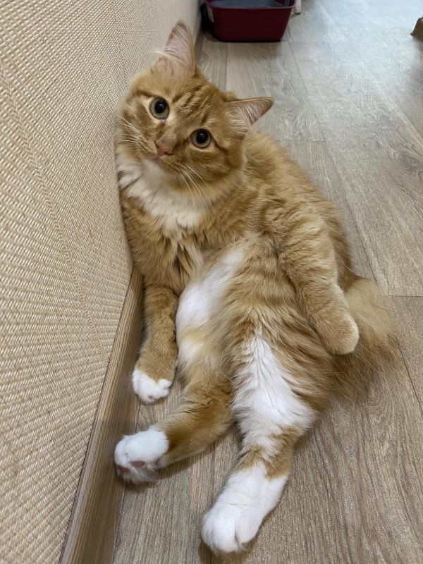 рыжего кота