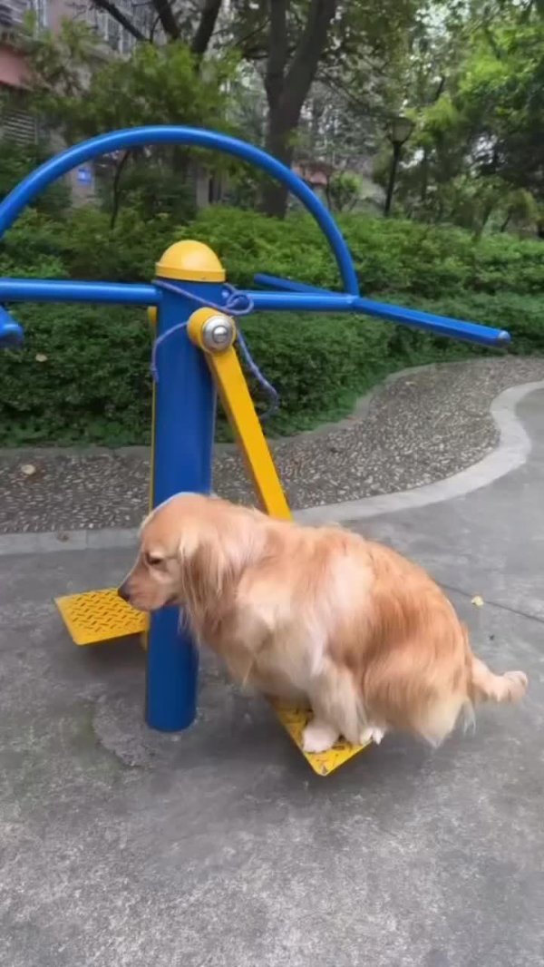 голден ретривер