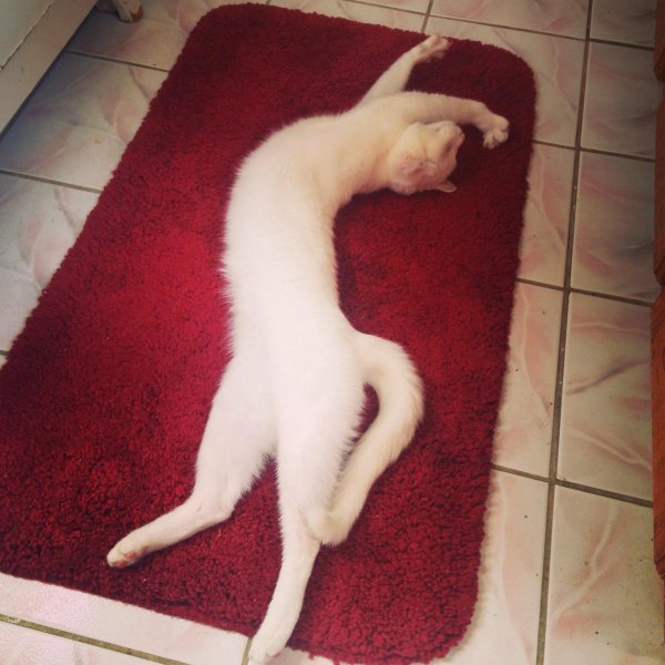 растяжка кошка