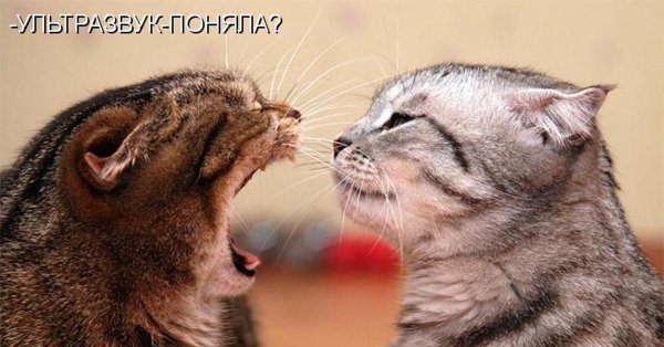 Насильно мил не будешь