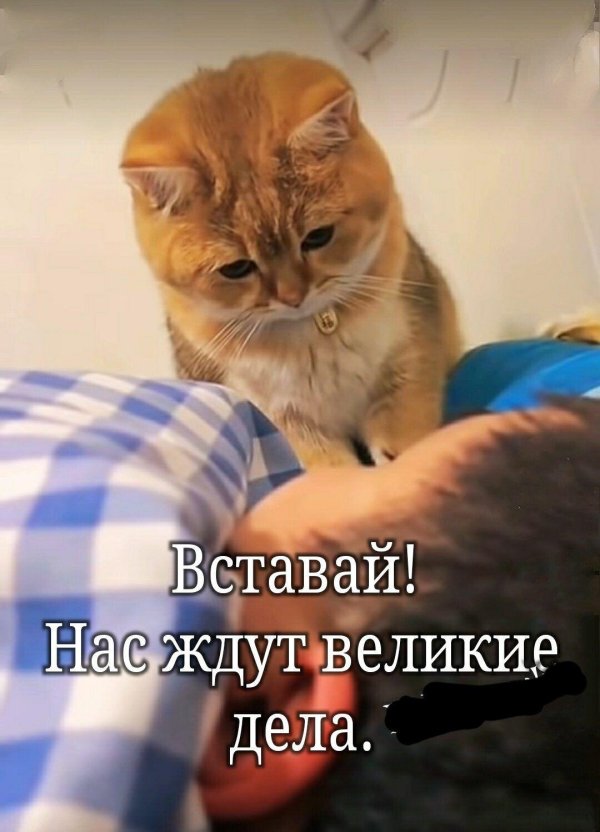 котики милые
