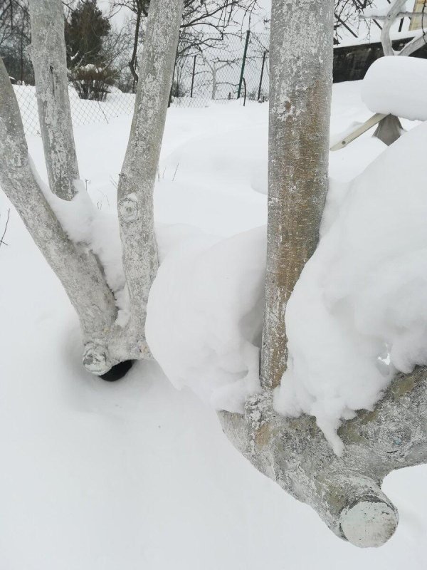 снежный покров