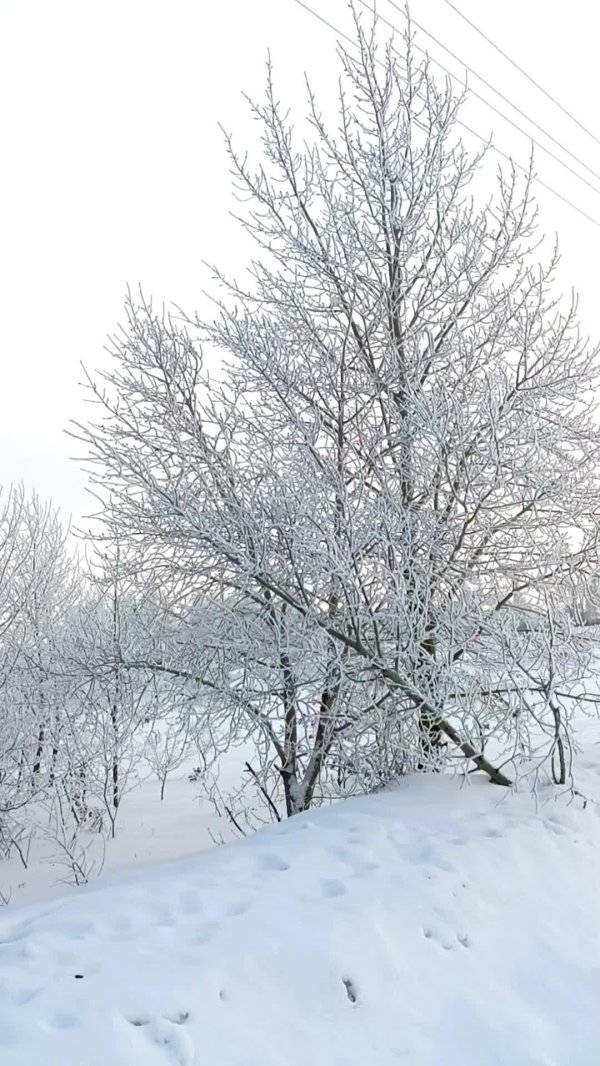 дерево зимнее