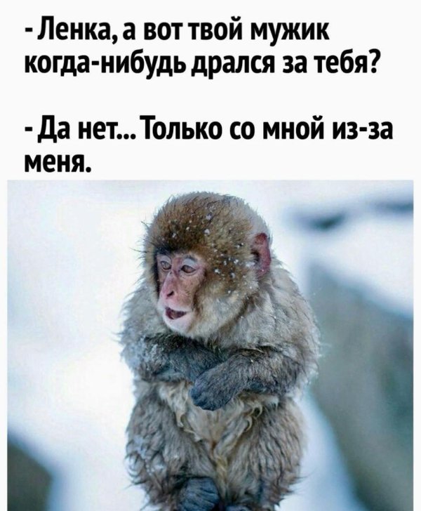 японская макака