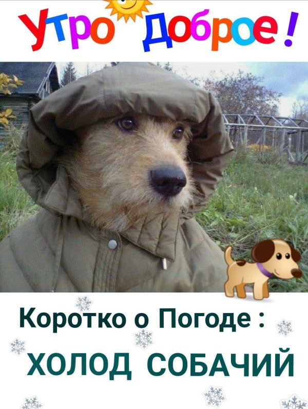 холод собачий