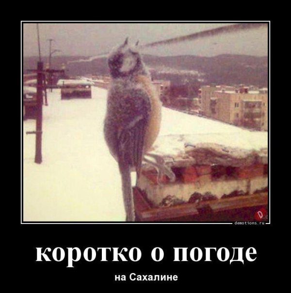 про погоду приколы