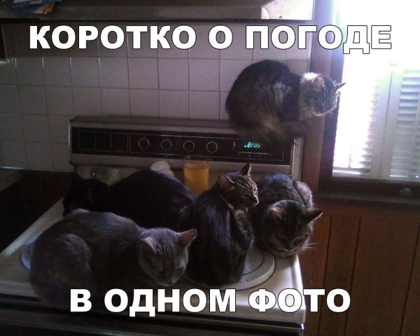 приколы короткие