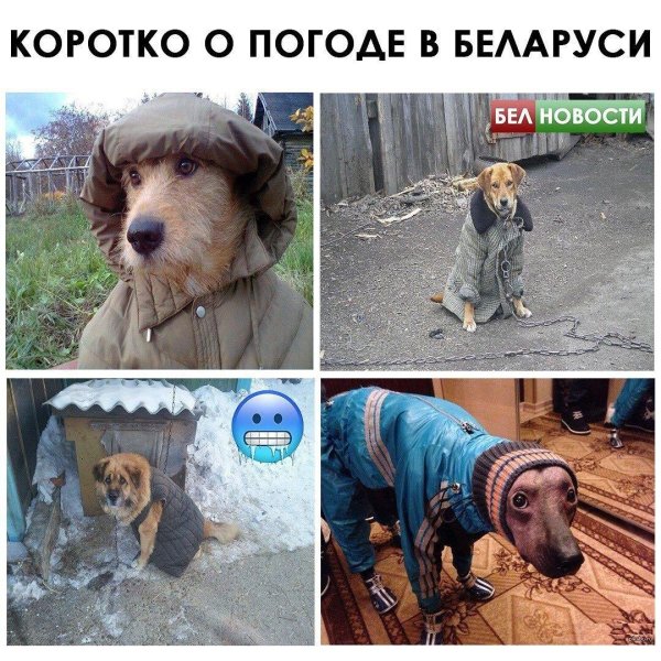холод собачий