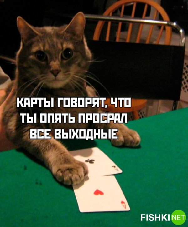 покерный кот