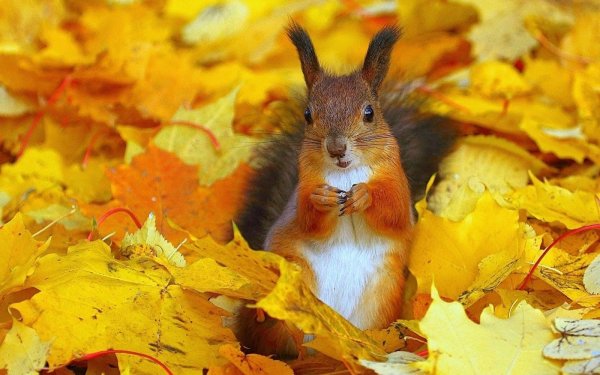 белка в осеннем лесу