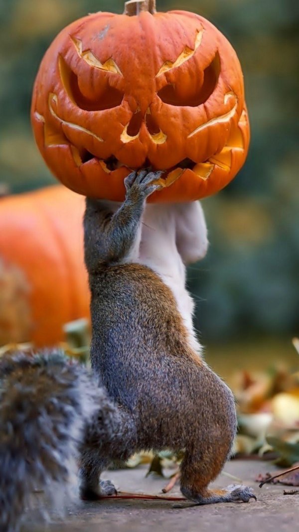 тыква смешная