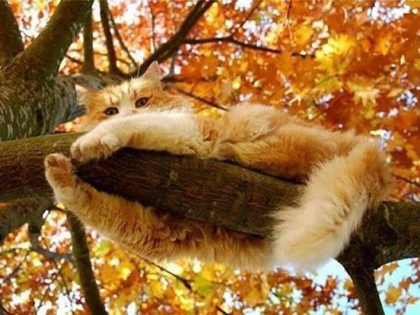 теплая осень