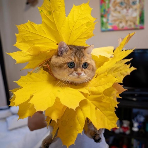 котик из осенних листьев