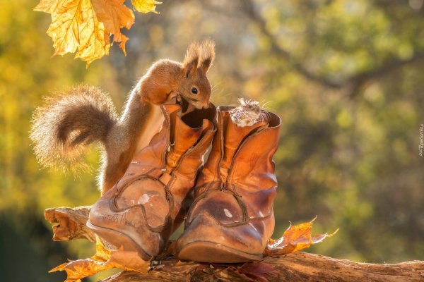 животные осенью