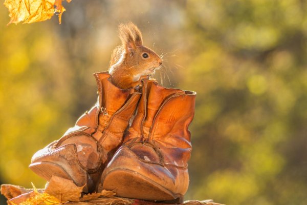белка в осеннем лесу