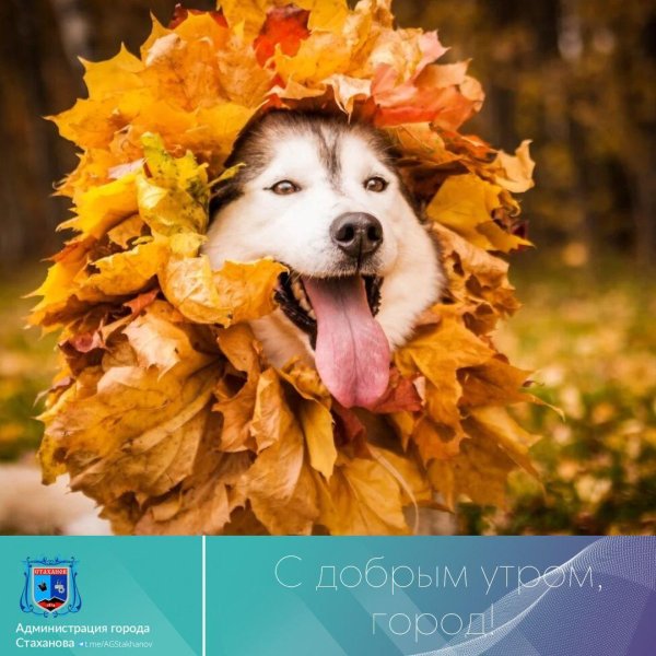 хаски осень