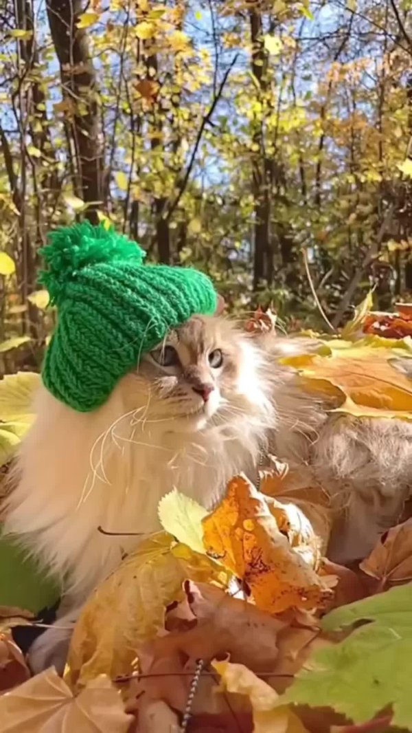 осенние чудеса