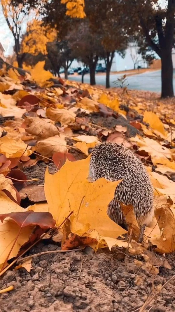 ежик осенью