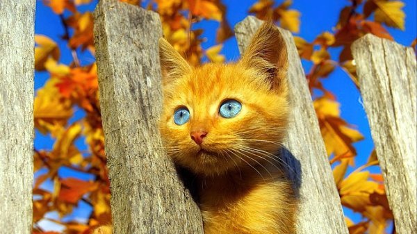 рыжие котята