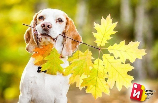 доброе осеннее утро с животными
