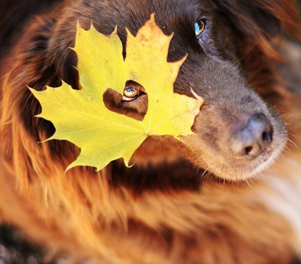 осенние собаки энн гайер