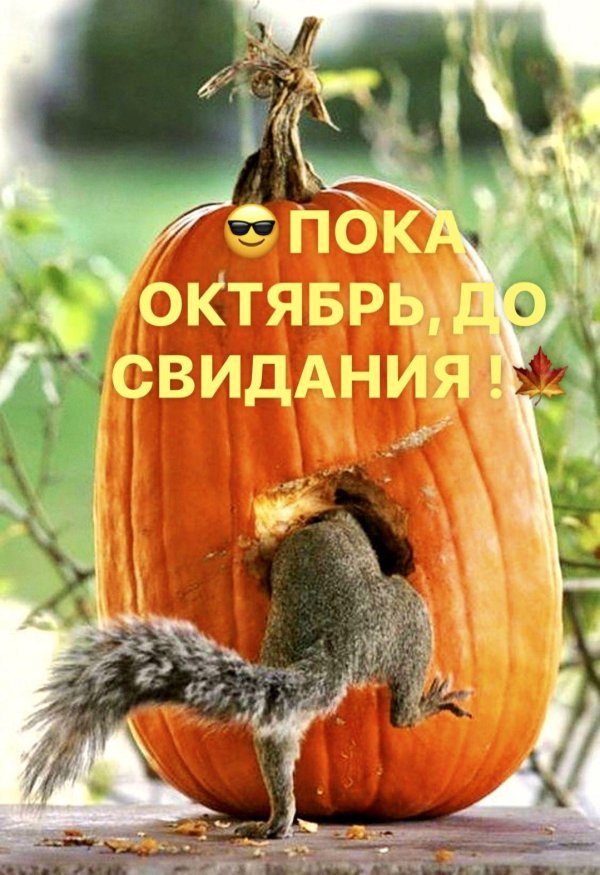 белочка тыква