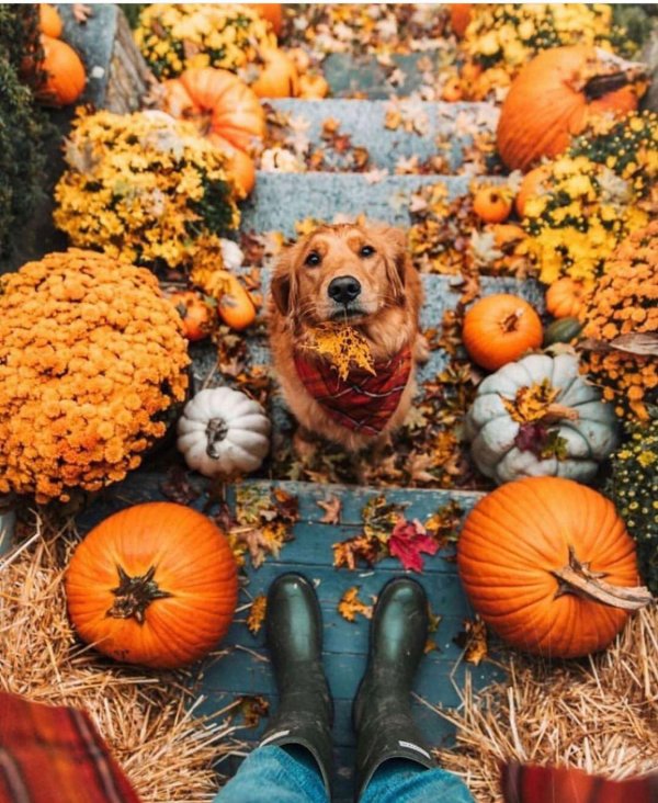 осенние фотосессии