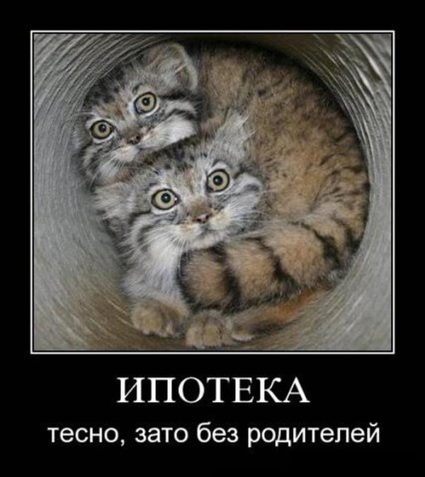 котенок манул