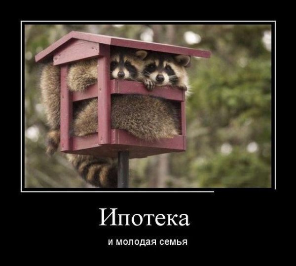 домик для енота