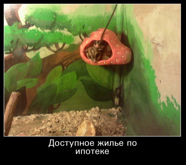 поссум сахарный