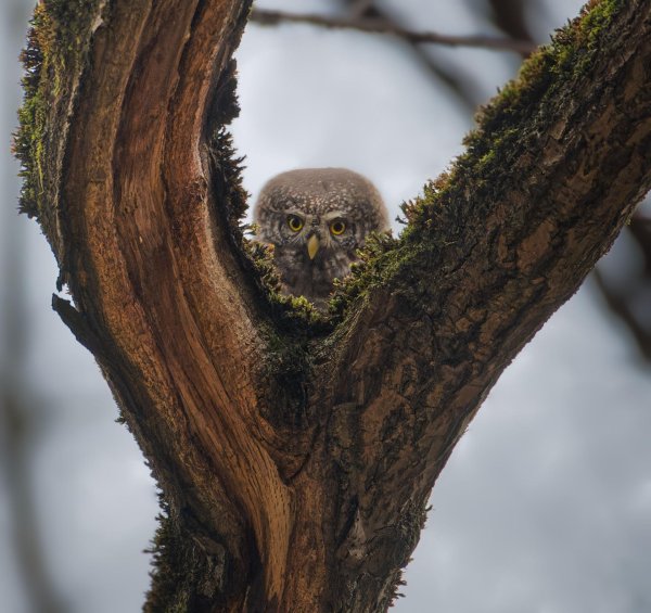 воробьиные сычи