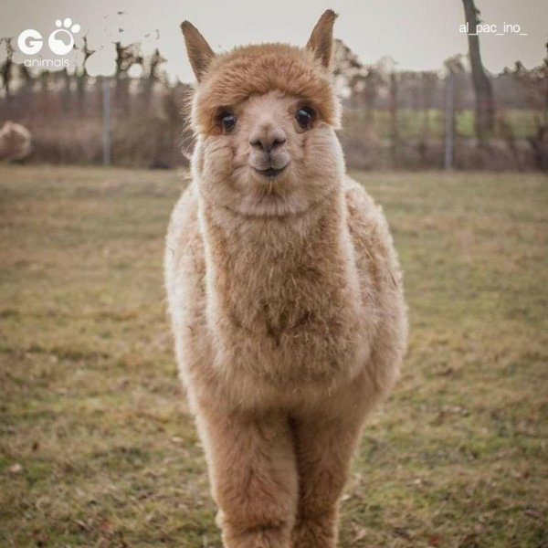 альпака лама