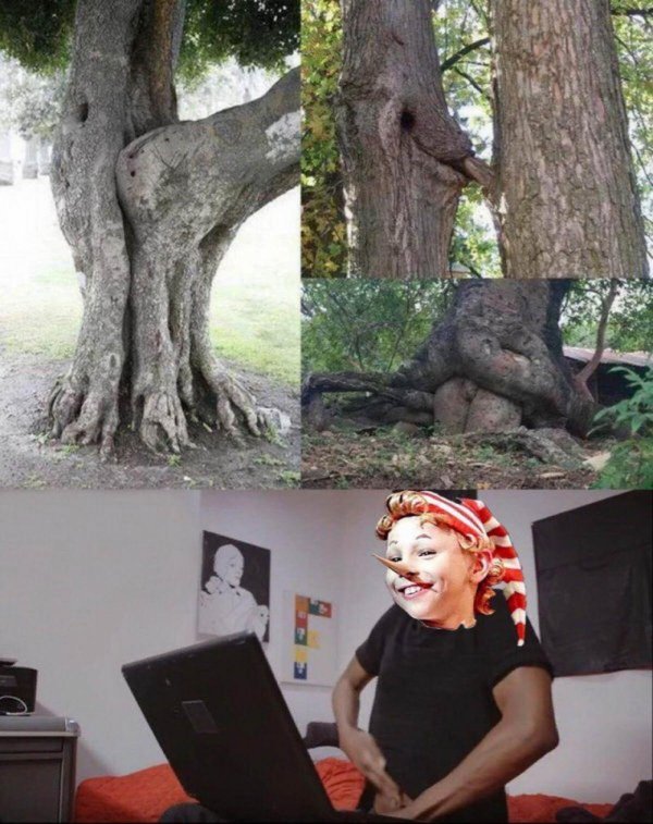 удивительные деревья