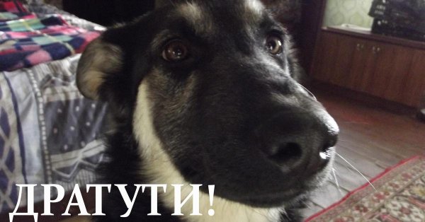 забавный случай