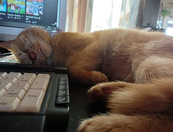 уставший кот