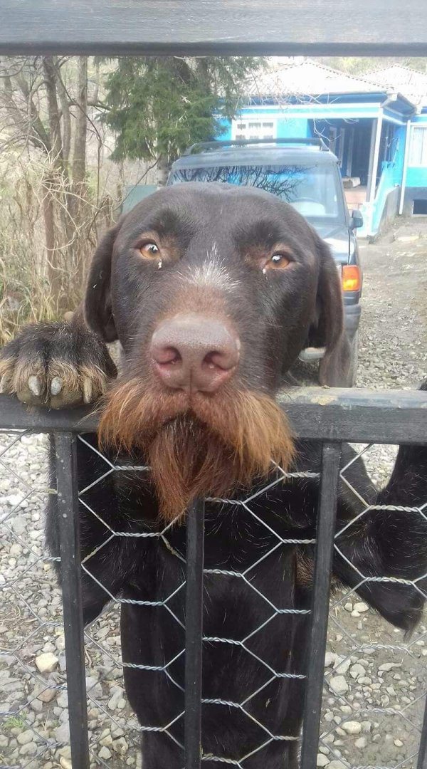 порода дратхаар