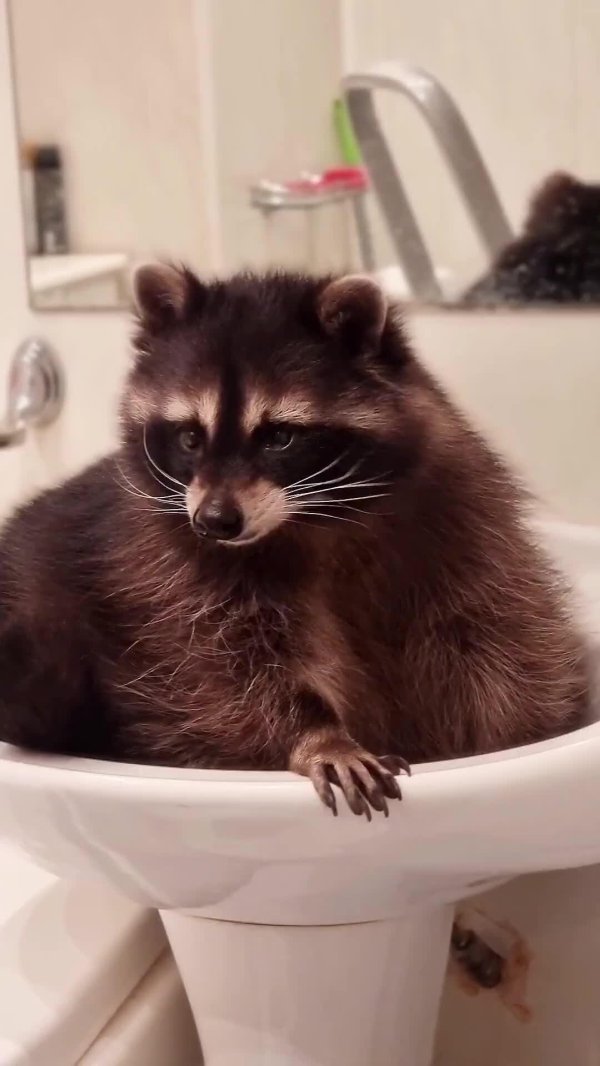 енот полоскун