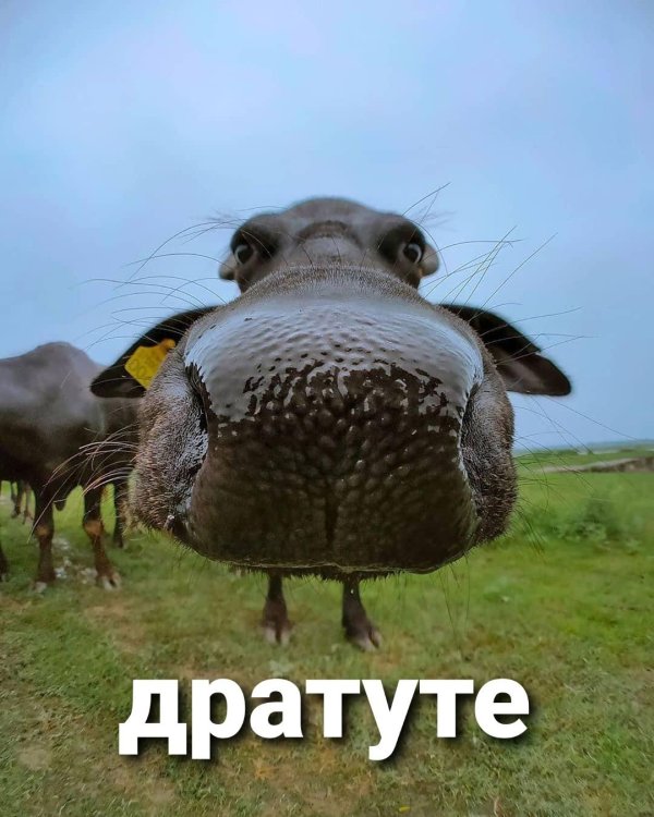 животное смешное