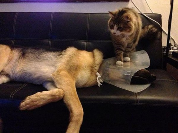 забавные собаки