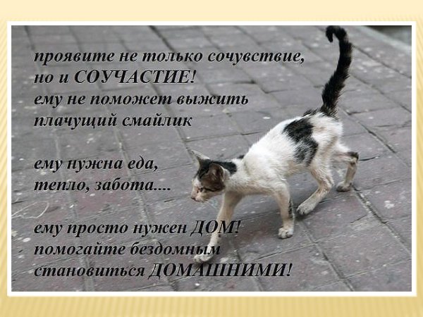 бездомное животное