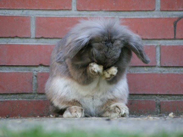 зайчик плачет