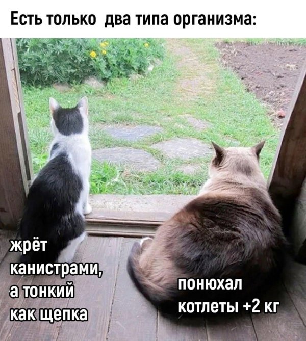 юмор смешной