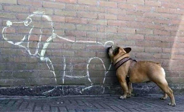 французская бульдог