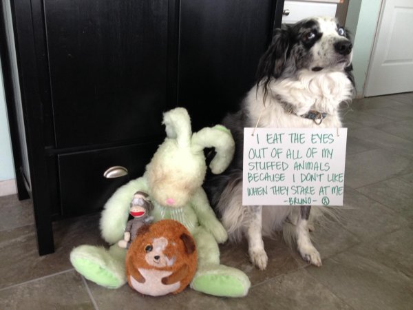dog shaming