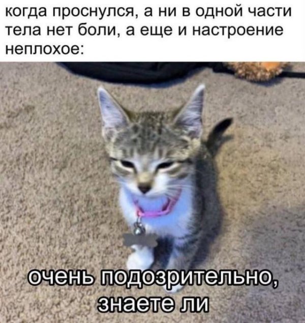 меме котики