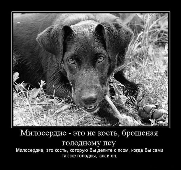 помощь бездомным животным