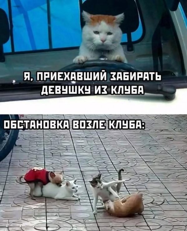 коты мемы 2022