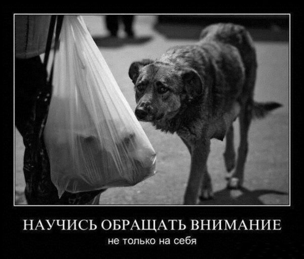 бездомное животное