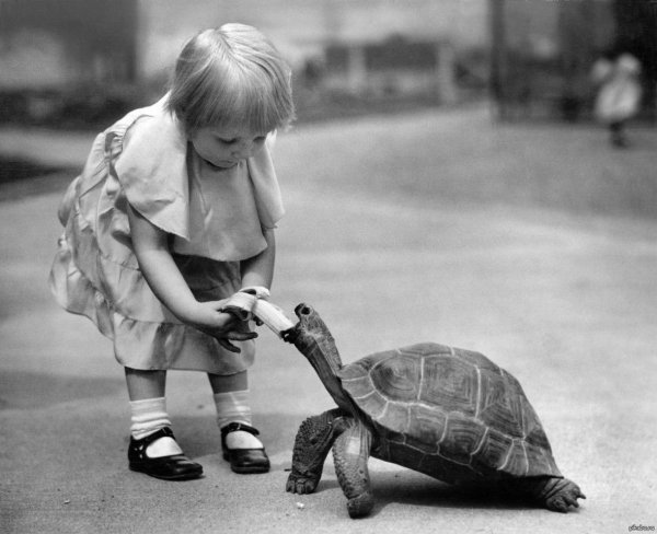 слоновая черепаха